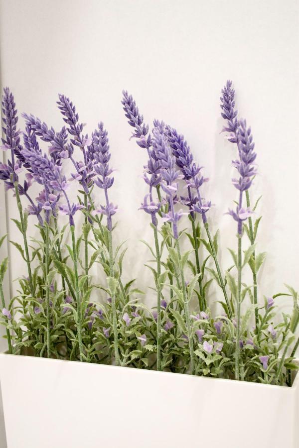 White Orchid Apartment Pula